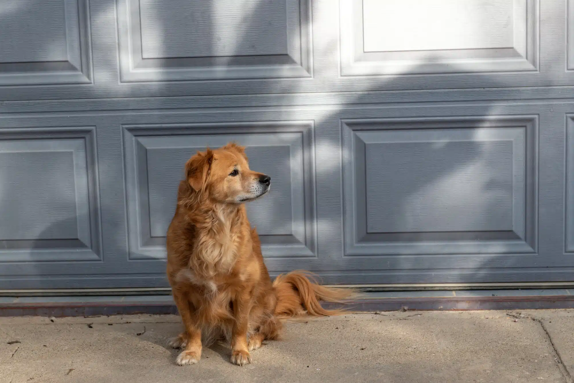 features of safe garage doors for pets